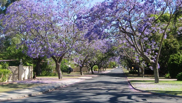 Applecross-jacaranda(1) (1)