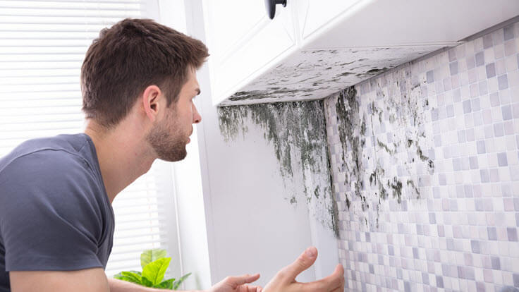 Tenant responsibilities when it comes to mould